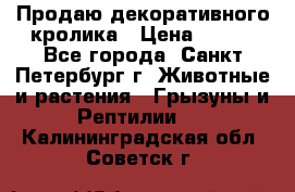 Продаю декоративного кролика › Цена ­ 500 - Все города, Санкт-Петербург г. Животные и растения » Грызуны и Рептилии   . Калининградская обл.,Советск г.